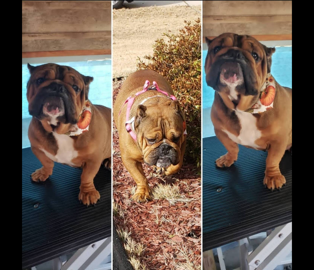 Tan Boxer with Pink Bow